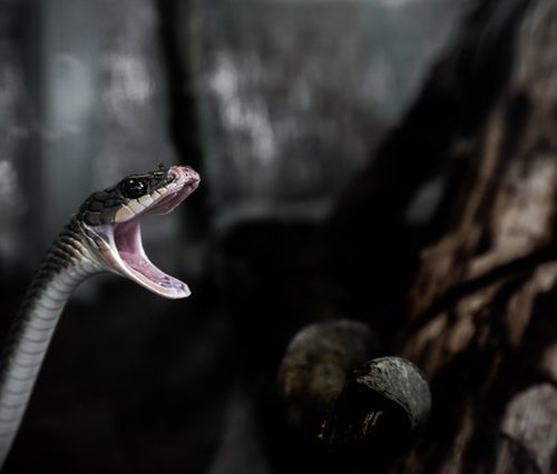 snake opening mouth